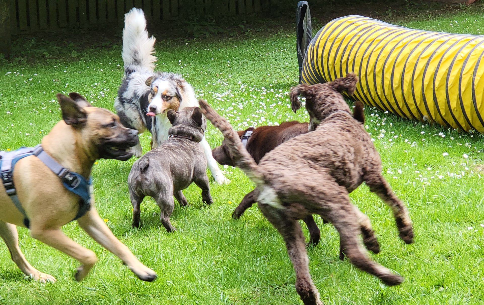 Hunde spielen in einem Garten