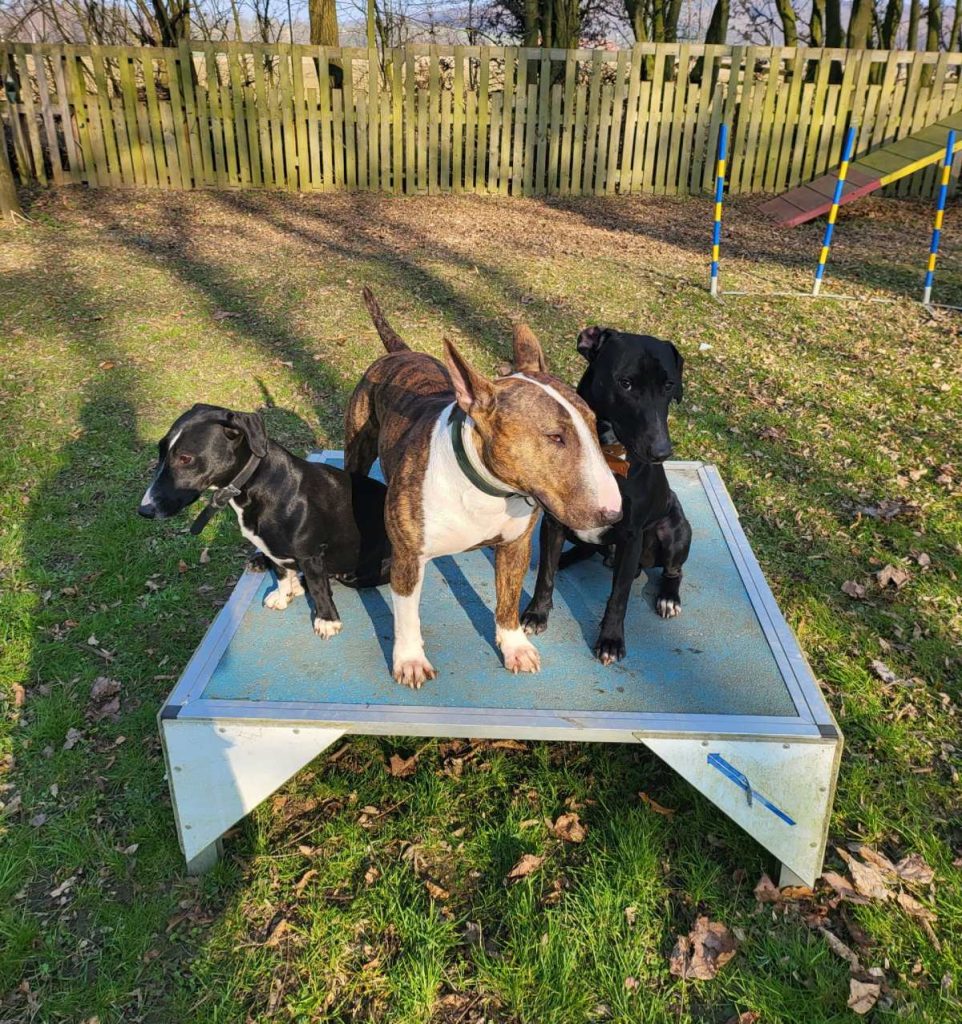 Hundeschule Liane Vettori