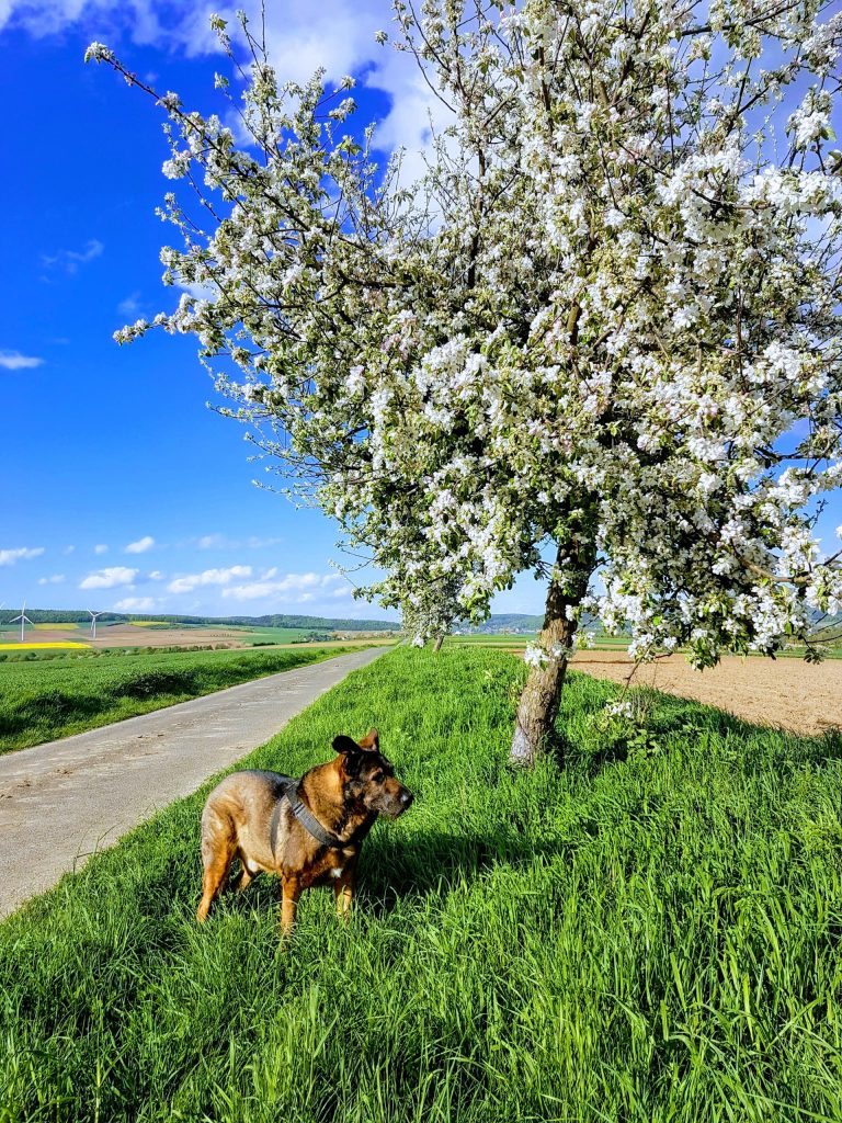 Hundeschule Liane Vettori