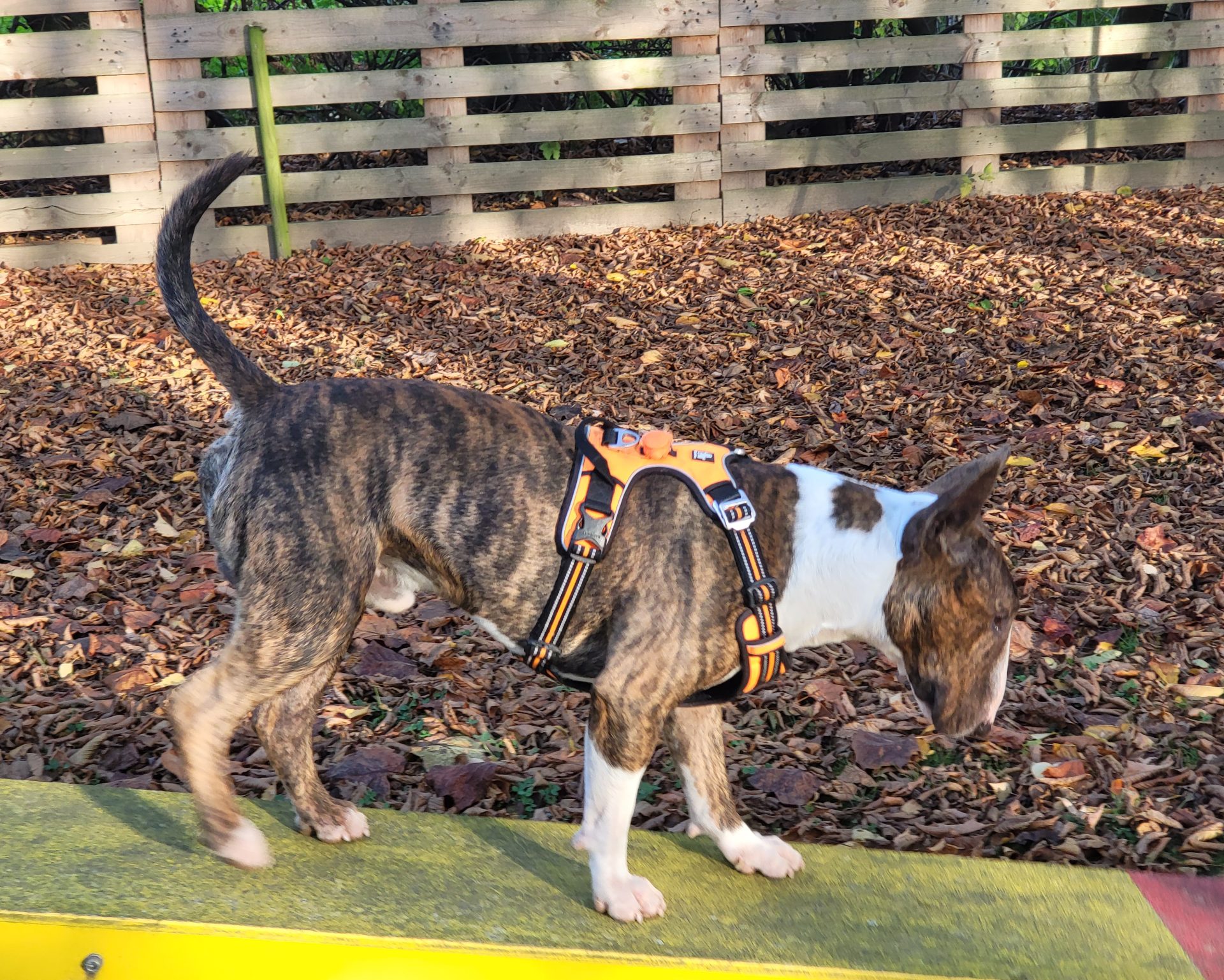 Hundeschule Liane Vettori