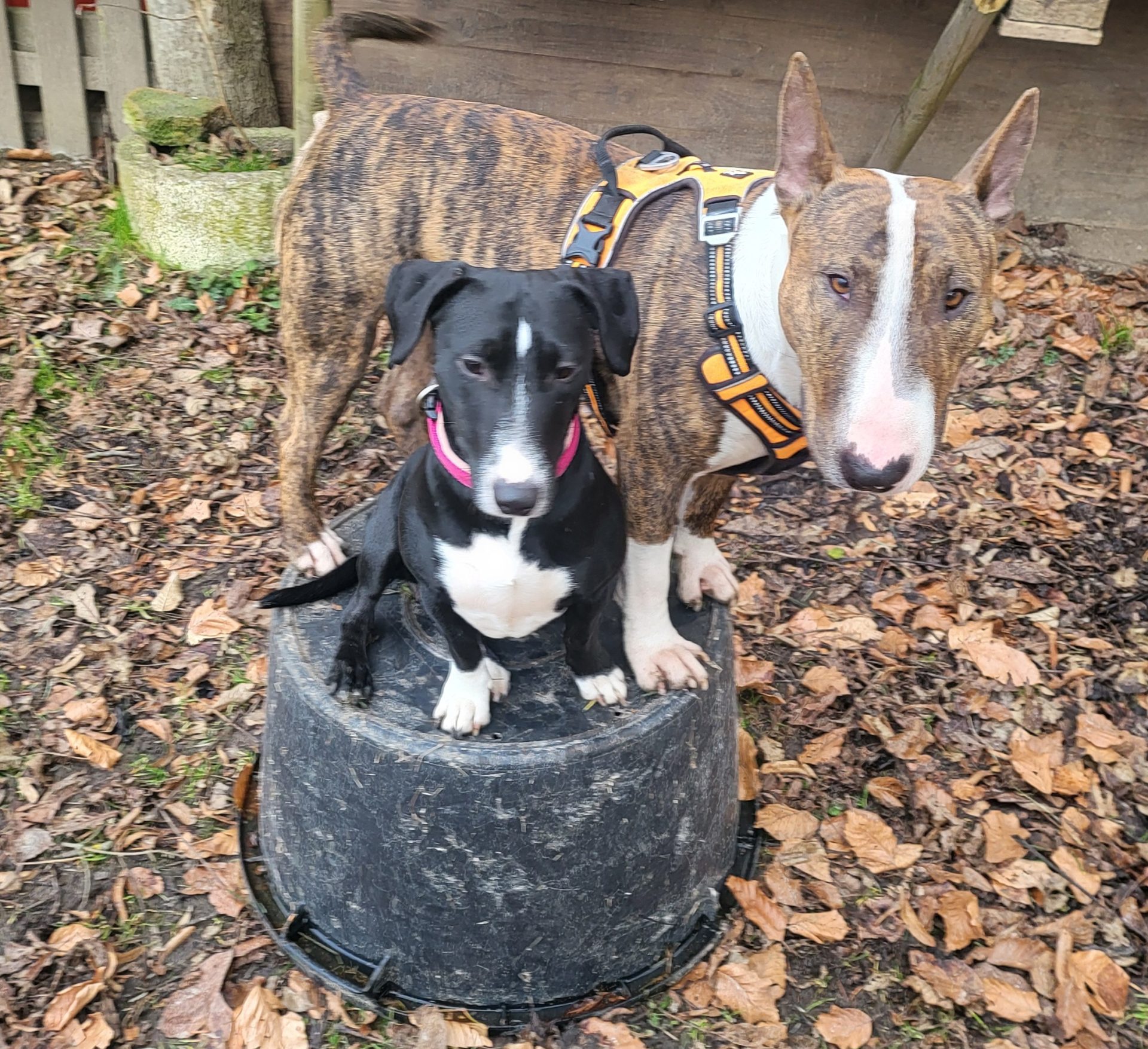 Ein schwarzer Hund ist in einem Eimer