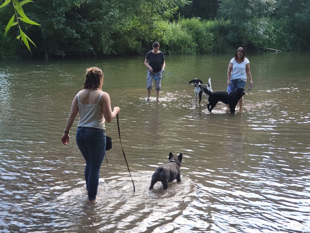 Hundeschule Liane Vettori