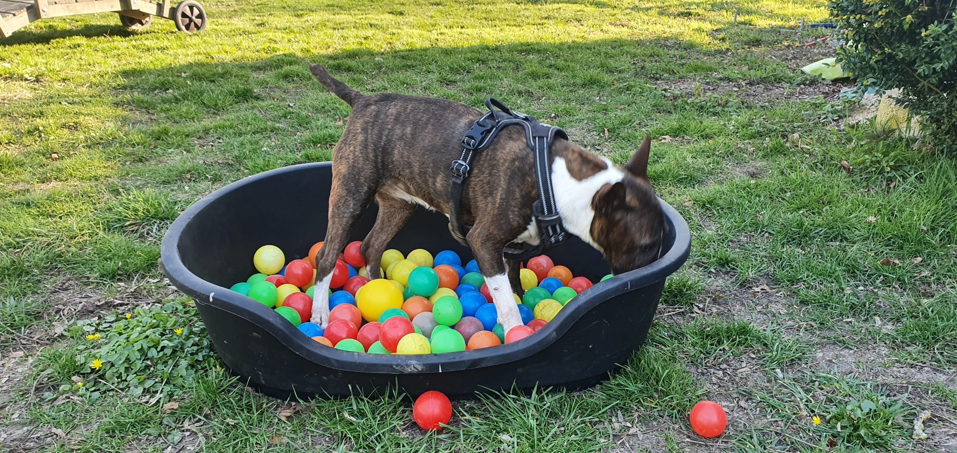 Hundeschule Liane Vettori